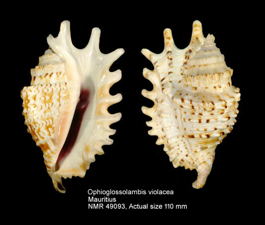 Ophioglossolambis violacea (3).jpg - Ophioglossolambis violacea (Swainson,1821)